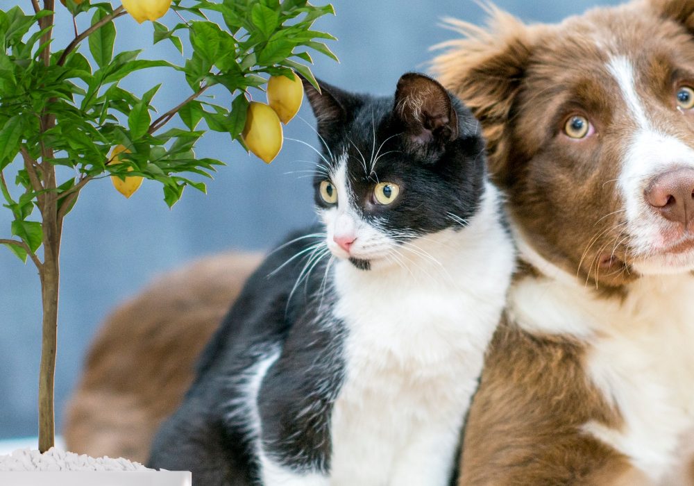 dog and cat Behavioral Issues