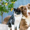 dog and cat Behavioral Issues