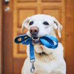 Delaware Craigslist Pets