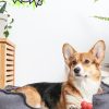 VIP Pets