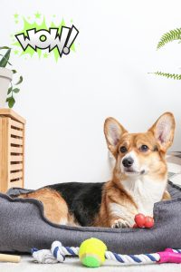 Pet Beds and Accessories