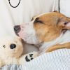 Pet Health