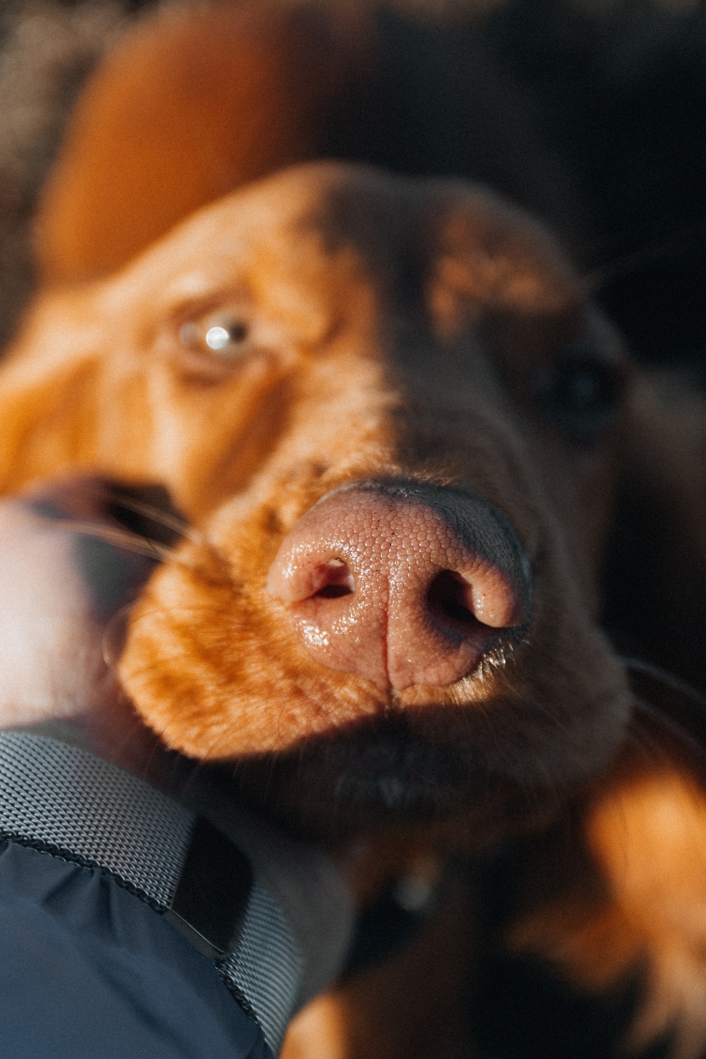 Pet Cremation Cost