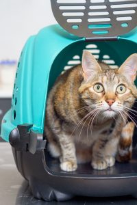 Crate Training