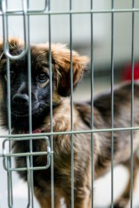 Dog Crate Training