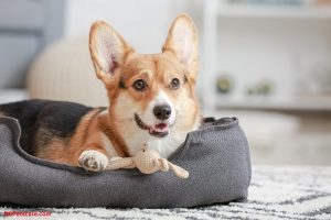 Dog Car Bed