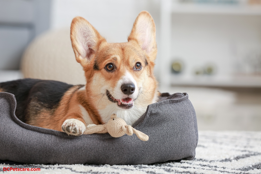 Dog Car Bed