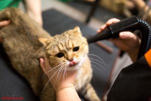 Petsmart Grooming Prices