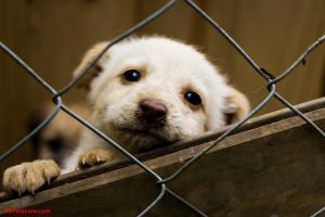 Lost Pets Near Me