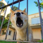 Lost Pets Near Me
