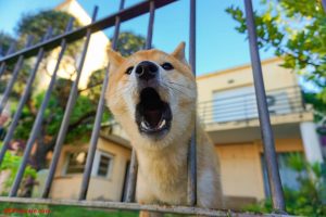Lost Pets Near Me