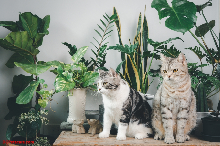 Free Pets
