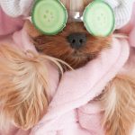 Petsmart Grooming Prices