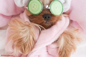 Petsmart Grooming Prices