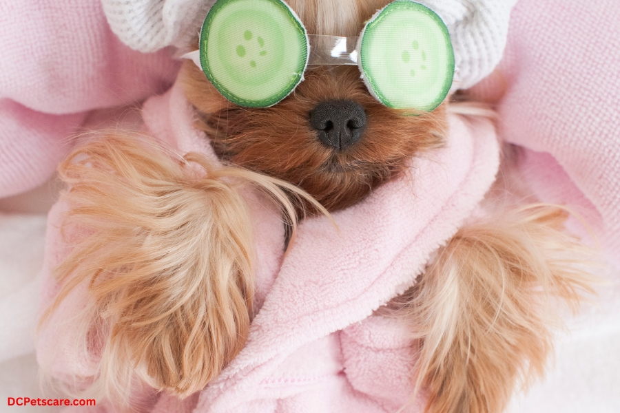 Petsmart Grooming Prices