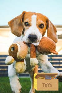 dog toy storage